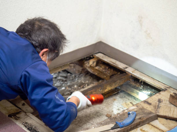 Best Mold Testing  in Ransomville, NY