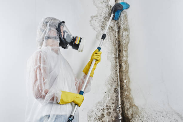 Mold Removal and Inspection in Ransomville, NY