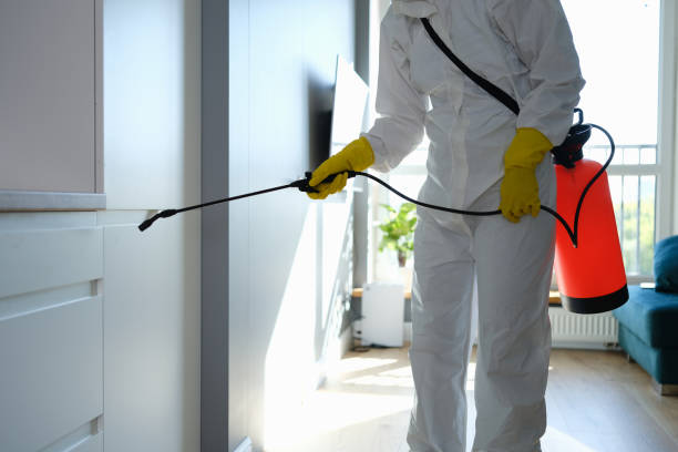 Office Mold Removal Services in Ransomville, NY