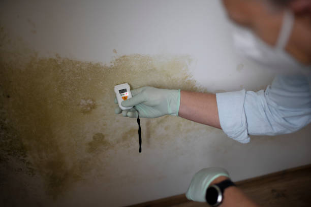 Mold Removal and Inspection in Ransomville, NY