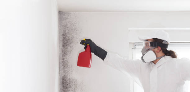 Best Mold Testing  in Ransomville, NY