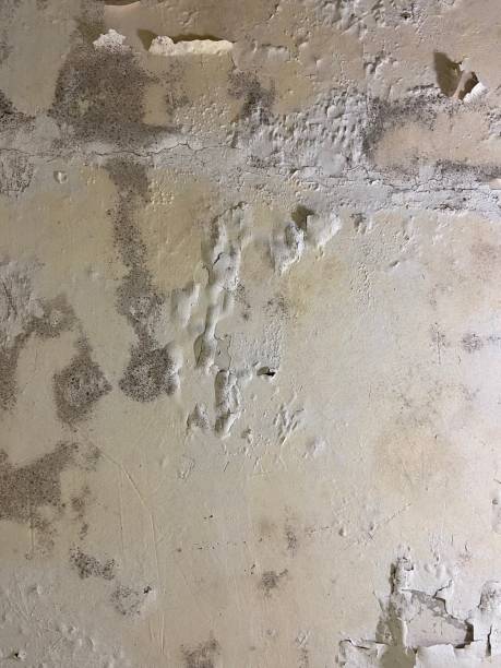 Best Mold Testing  in Ransomville, NY