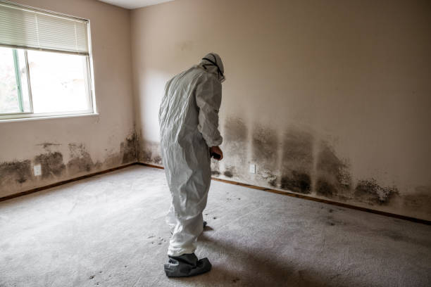 Attic Mold Removal in Ransomville, NY