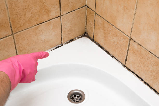 Best Mold Remediation Services  in Ransomville, NY